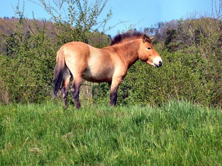 Wildnispark Zürich, Langenberg Przewalskipferd