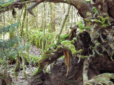 Gratis - Entdeckungsreise für Kinder im Sihlwald