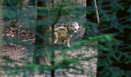 WILDNISPARK ZÜRICH - SIHLWALD