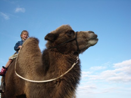 Kamelreiten im Thurgau 