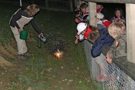 Nachtschwärmer-Programm für Familien im Walter Zoo