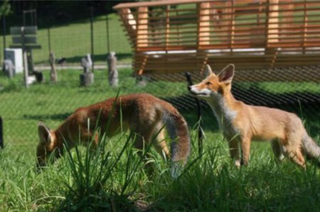 Wildnispark Zürich, Langenberg - junge Füchse im Forschungsgehege