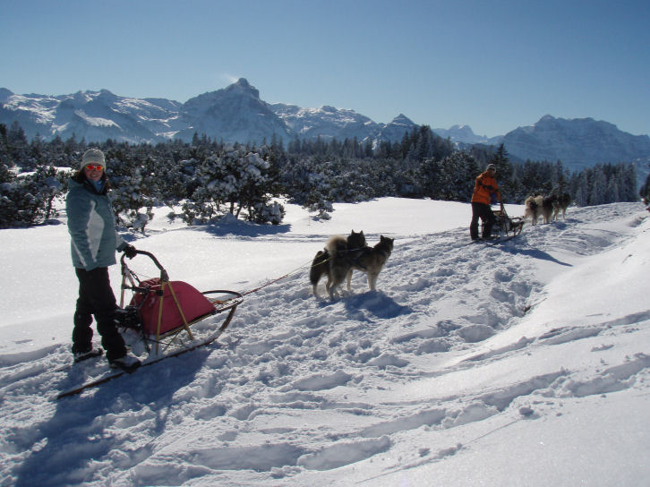 Schlittenhunde – Tageskurs 