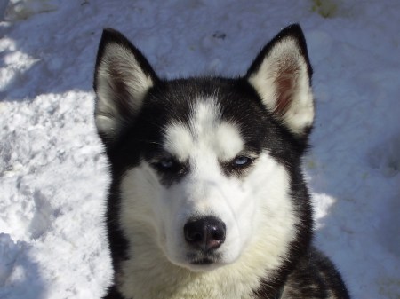 Auf leisen Sohlen und mit Huskygeleit