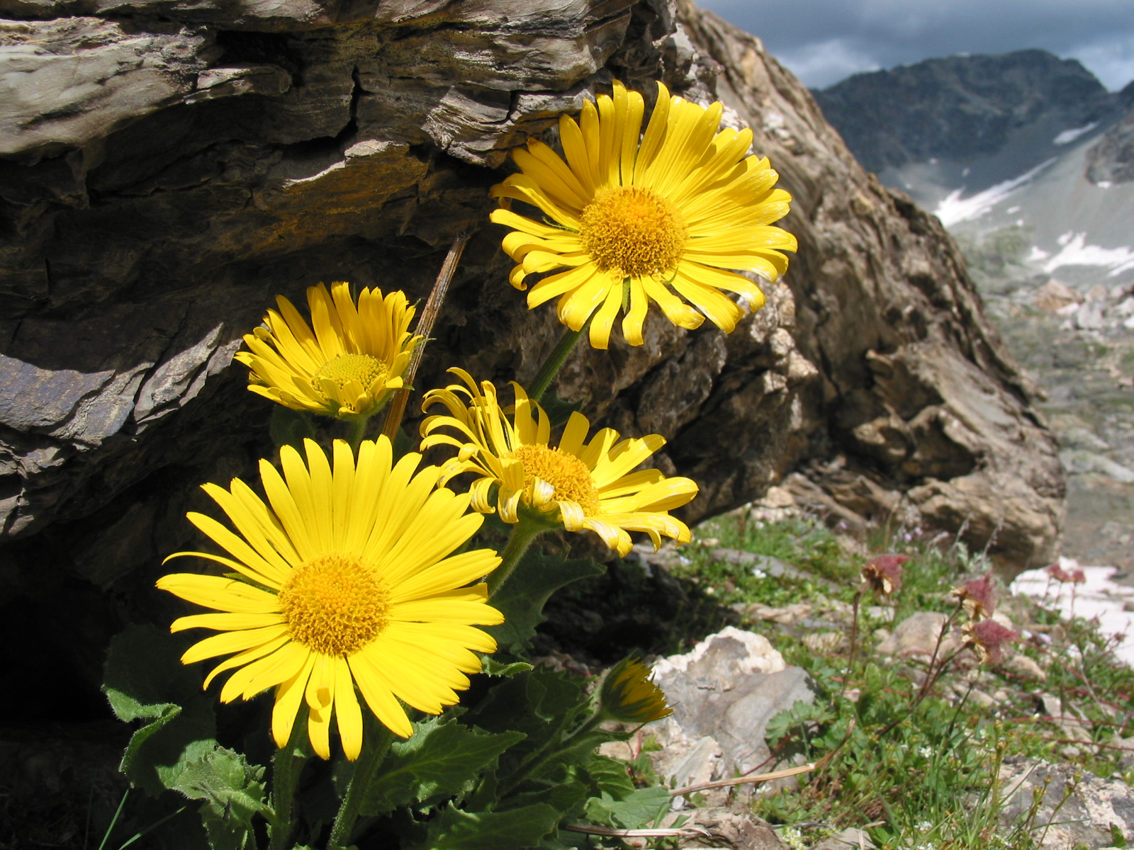 Grossblütige Gemswurz - Biodiversität im Berggebiet