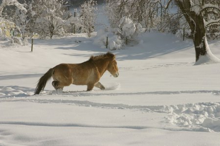 Takhis im Schnee im Langenberg Takhis im Schnee im Langenberg
