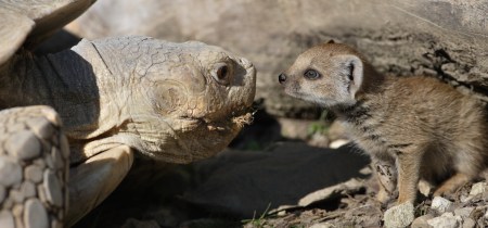 Unterschiedliche Ansichten beim Walter Zoo und beim Zoo Eichberg