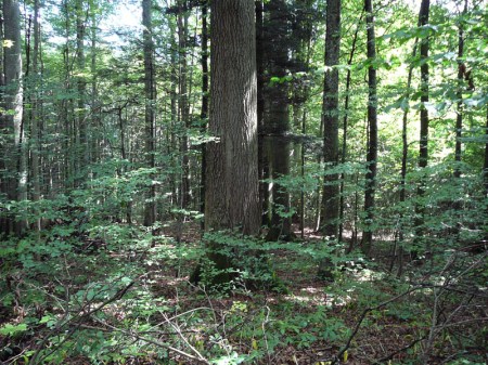 Wildnispark Zürich, Sihlwald Esche am Rooseveltplatz. Frühlingsbild.