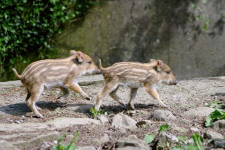 Wildnispark Zürich, Langenberg Frischlinge in der kühlen Frühlingsluft