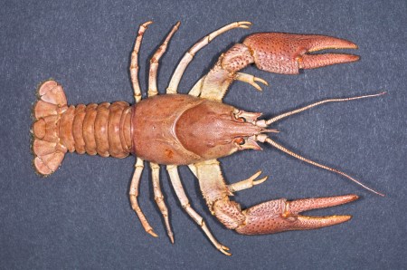 Edelkrebs: Erst beim zweiten Blick im Aquarium erkennbar.