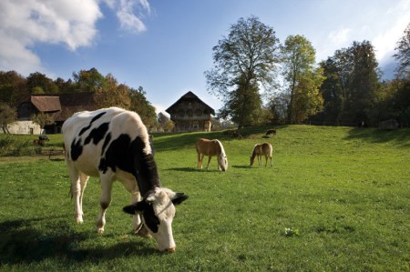 Kühe und Pferde friedlich vereint beim Grasen in der Geländekammer Berner Mittelland