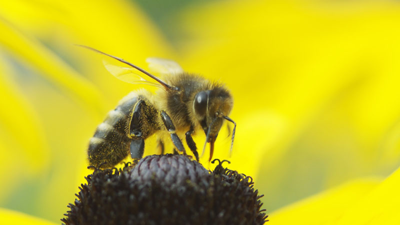 Eine der zahlreichen Bienen auf dem Ballenberg.