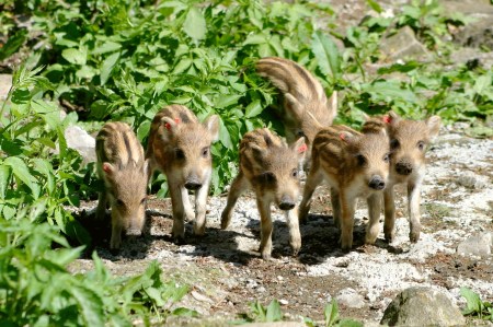 Sechs Frischlinge auf der Erkundung.