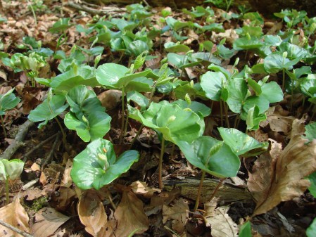 Wildnispark Zürich - Buchenkeimling (quer) haben einen nussigen Geschmack.