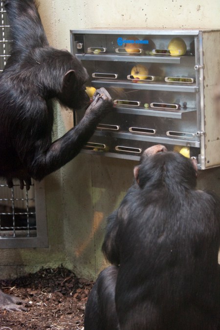 Tierische Beschäftigung im Abenteuerland WALTER ZOO