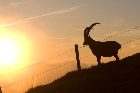Mit Abstand mehr Abend – die Thunersee-Beatenberg-Niederhorn-Bahnen bieten neu Abendfahrten an.