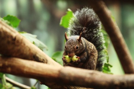Europäische Premiere im Papiliorama  