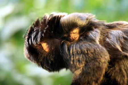 Copyright Bilder: Stiftung Papiliorama / Thomas Rawyler