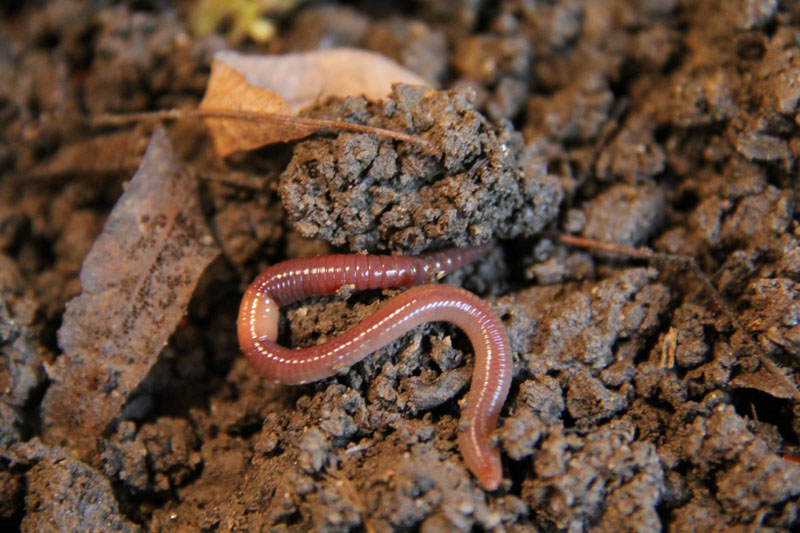 Wildnispark Zürich Sihlwald Regenwurm Wildnispark Zürich Sihlwald Regenwurm