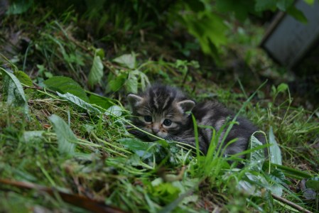 Wildnispark Zürich, Langenberg junge Wildkatze - Die ersten Ausflüge ganz alleine