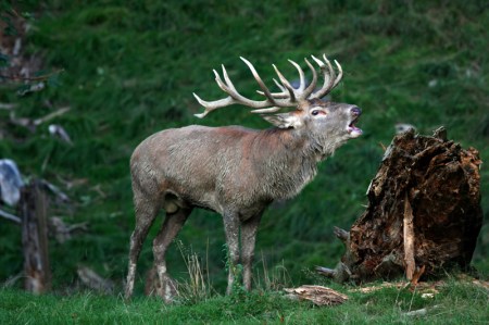 Bildlegende: Im September hallt das Röhren der Rothirsche durch den Langenberg. (Bild Wildnispark Zürich)