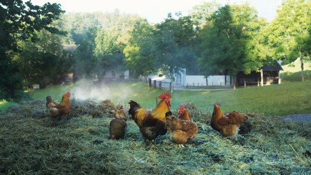 Bildlegende  Das Ballenberg-Monatsthema Oktober hiess: "So ein Mist". 