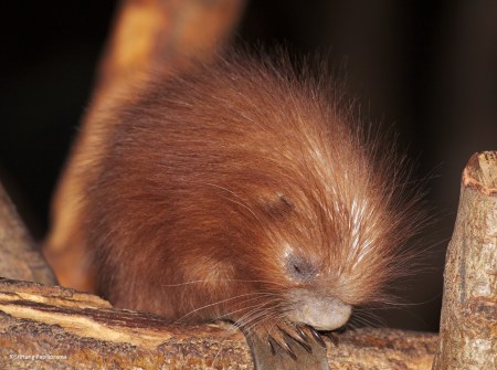 Greifstachler_baby_geboren_Dezember_2012