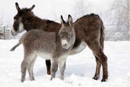 Kleiner Star im Streichelzoo des Ravensburger Spielelands: Eselkind Lotte