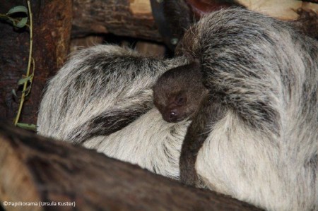 1309-Faultierbaby_1