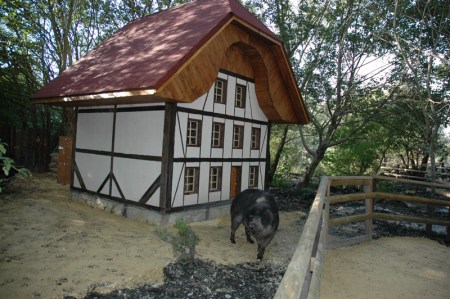 Diogène_le_cochon_laineux_et_sa_nouvelle_demeure