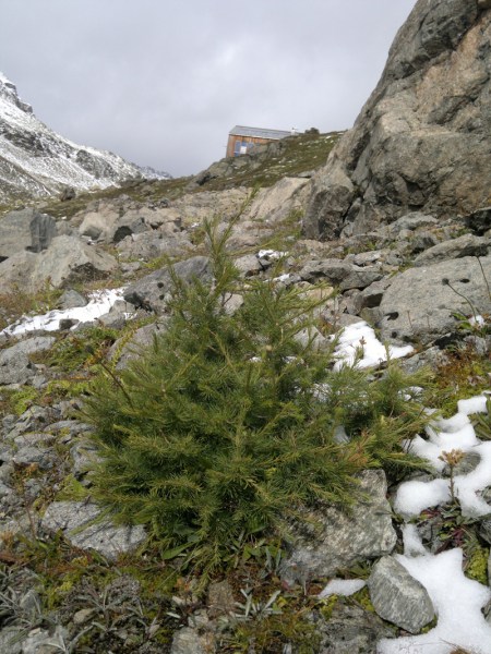 Diese Lärche auf 2590 m Höhe bei der Keschhütte SAC wurde als höchstgelegener Baum im Parc Ela prämiert.