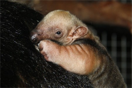 Erste Geburt eines Ameisenbären im Papiliorama