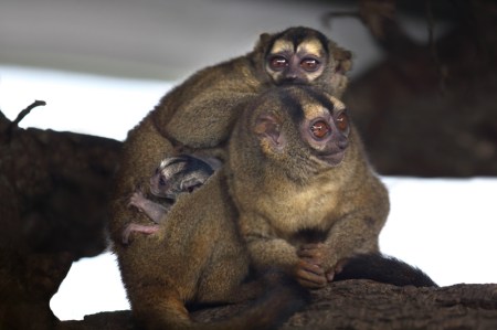 Nachwuchs bei den Nachtaffen © Evelyne Eichenberger
