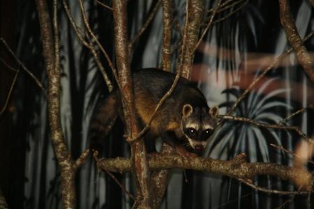 Maskierte Räuber im Papiliorama
