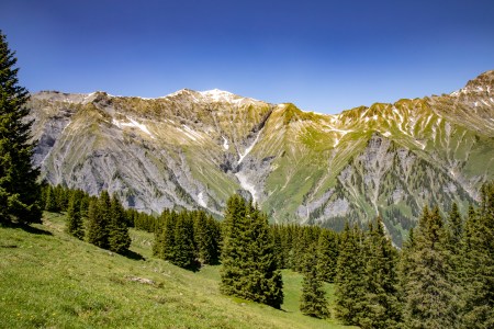 Die Vogellisi-Welt wächst