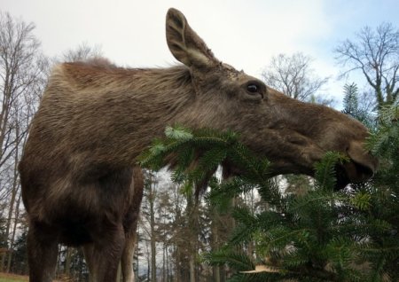 Bildlegende: Die Elche im Langenberg fressen täglich bis zu sechs nicht verkaufte Weihnachts-bäume. (Bild Wildnispark Zürich)