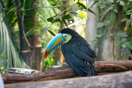 Wohl meist-fotografierter Vogel der Schweiz im Papiliorama gestorben